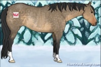 Horse Color:Buckskin Dun Rabicano 