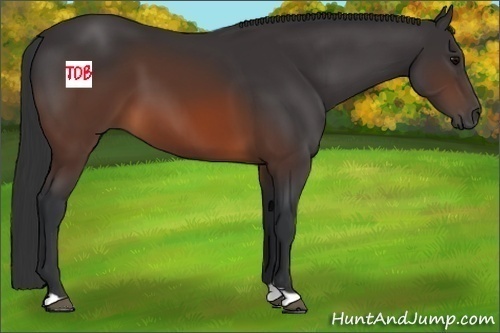 Horse Color:Brown 
