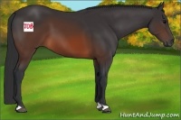 Horse Color:Brown 