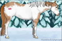 Horse Color:White Spotted Chestnut Sabino Frame 