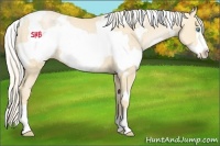 Horse Color:White Spotted Palomino Pearl Frame