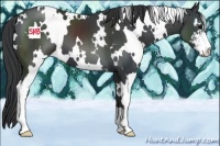 Horse Color:White Spotted Black Sabino