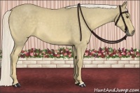 Horse Color:Palomino Roan 