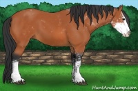 Horse Color:Bay Sabino 