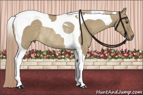 Horse Color:Chocolate Palomino Dun Tobiano Rabicano 