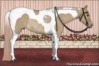 Horse Color:Chocolate Palomino Dun Tobiano Rabicano