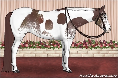 Horse Color:White Spotted Chocolate Brown Tobiano