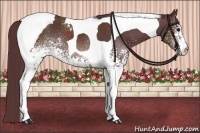 Horse Color:White Spotted Chocolate Brown Tobiano 