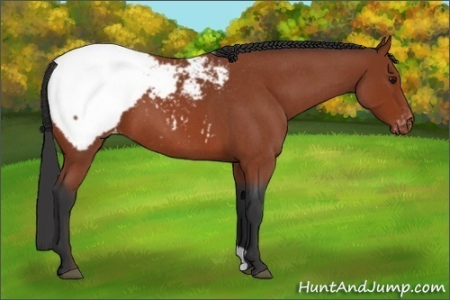 Horse Color:Bay Roan Snowcap 