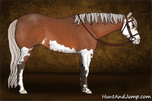Horse Color:Silver Bay Splash Frame