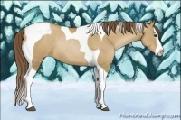 Horse Color:Grullo Pearl Splash Tobiano Rabicano 
