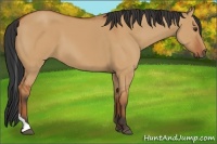 Horse Color:Bay Dun Tobiano