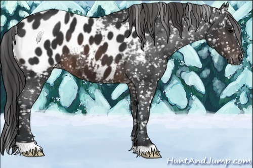 Horse Color:Brown Appaloosa 