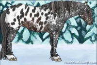 Horse Color:Brown Appaloosa 