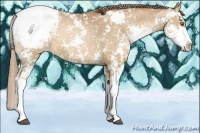 Horse Color:Liver Chestnut Pearl Sabino Appaloosa 