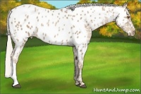 Horse Color:Silver Black Pearl Appaloosa