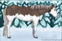 Horse Color:Silver Black Splash