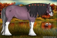 Horse Color:Buckskin Sabino Splash