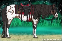 Horse Color:Buckskin Sabino Splash Appaloosa