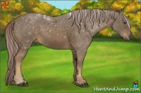 Horse Color:Chocolate Palomino 