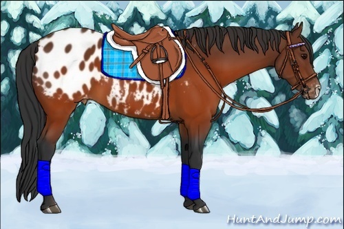 Horse Color:Brown Appaloosa 