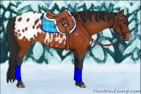 Horse Color:Brown Appaloosa 