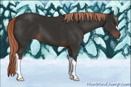 Horse Color:Liver Chestnut 