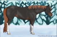 Horse Color:Liver Chestnut