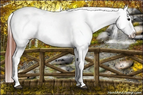 Horse Color:Brown Appaloosa 