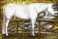 Horse Color:Brown Appaloosa 
