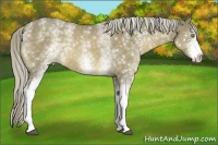 Horse Color:White Spotted Chocolate Palomino