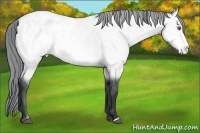 Horse Color:Bay Chinchilla Appaloosa