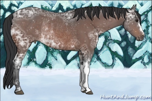 Horse Color:Brown Ice Rabicano