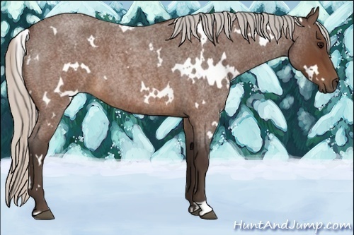 Horse Color:White Spotted Silver Brown Roan 