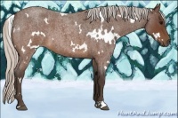 Horse Color:White Spotted Silver Brown Roan 