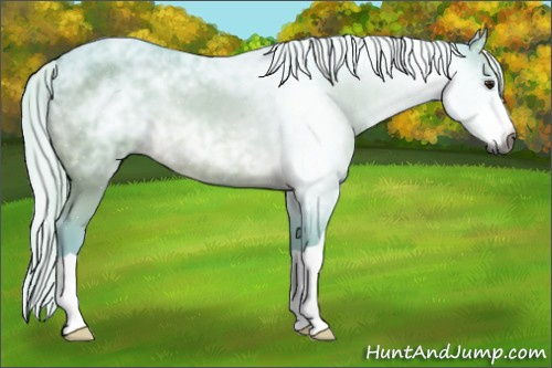 Horse Color:Gray Watercolor Silver Bay