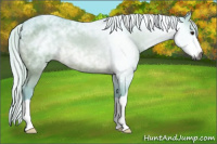 Horse Color:Gray Watercolor Silver Bay