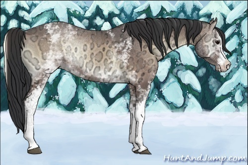 Horse Color:White Spotted Brown Ice Onyx Rabicano 