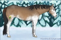 Horse Color:White Spotted Bay Dun