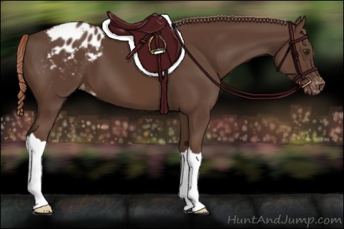 Horse Color:Liver Chestnut Appaloosa 
