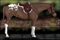 Horse Color:Liver Chestnut Appaloosa 