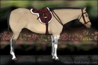 Horse Color:Buckskin Dun Tobiano 