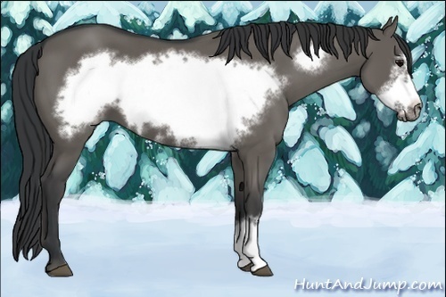 Horse Color:Grullo Frame
