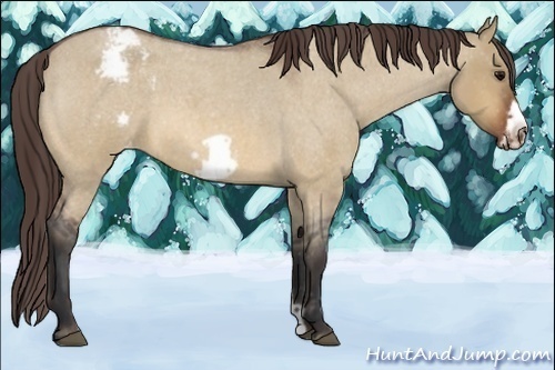 Horse Color:Bay Roan Dun Frame Appaloosa