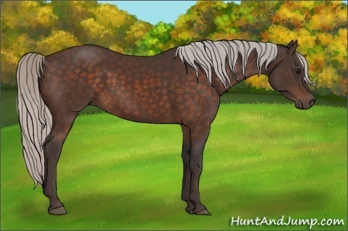 Horse Color:Silver Brown 