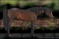 Horse Color:Brown 