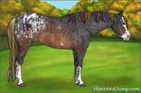 Horse Color:Painted White Spotted Brown Appaloosa Rabicano  and Painted Brown Splash Appaloosa 