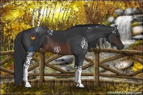 Horse Color:White Spotted Brown 