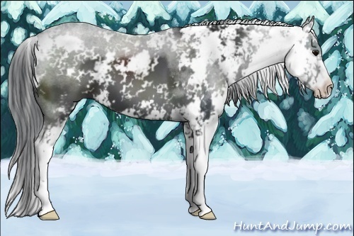 Horse Color:Black Sabino