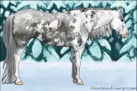 Horse Color:Black Sabino 